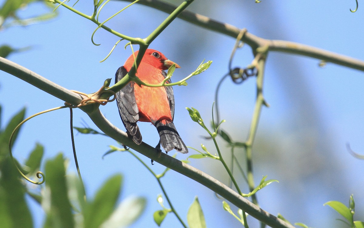 Scarlet Tanager - Esme Rosen