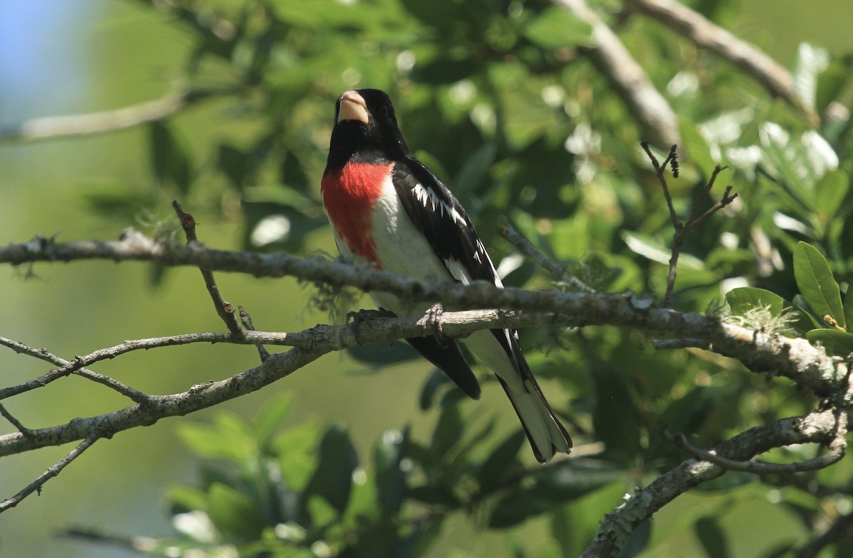 Rose-breasted Grosbeak - Esme Rosen