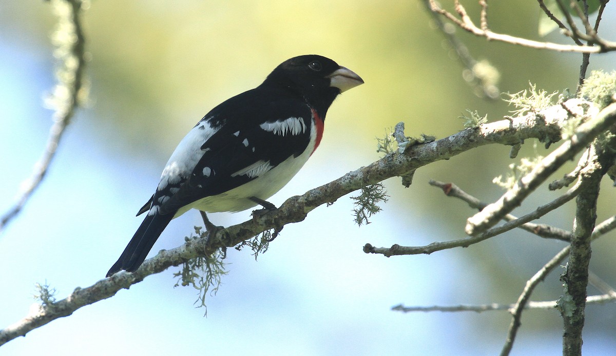 Rose-breasted Grosbeak - Esme Rosen