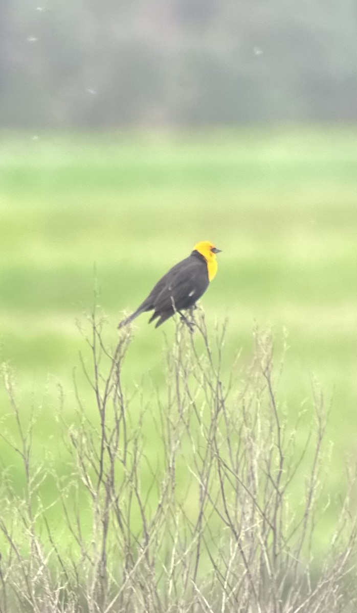 Yellow-headed Blackbird - ML618402752