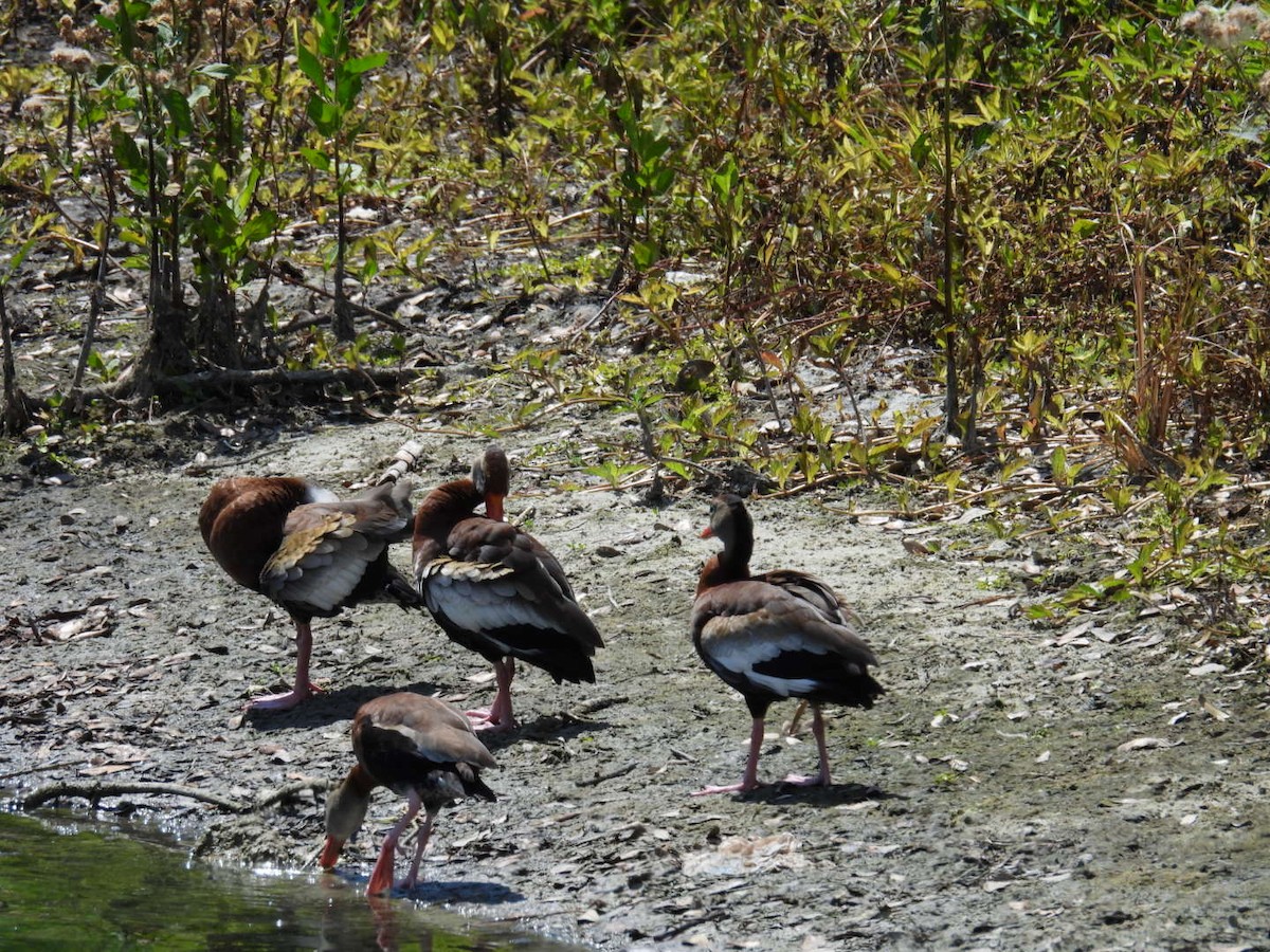 Black-bellied Whistling-Duck - ML618402755