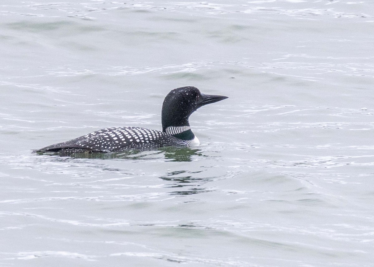 Common Loon - ML618402760