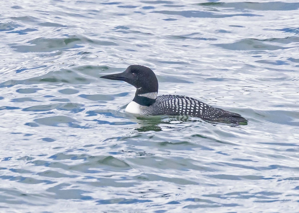 Common Loon - ML618402761