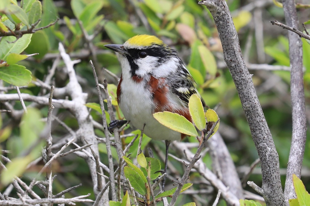 Chestnut-sided Warbler - Brooke Ross