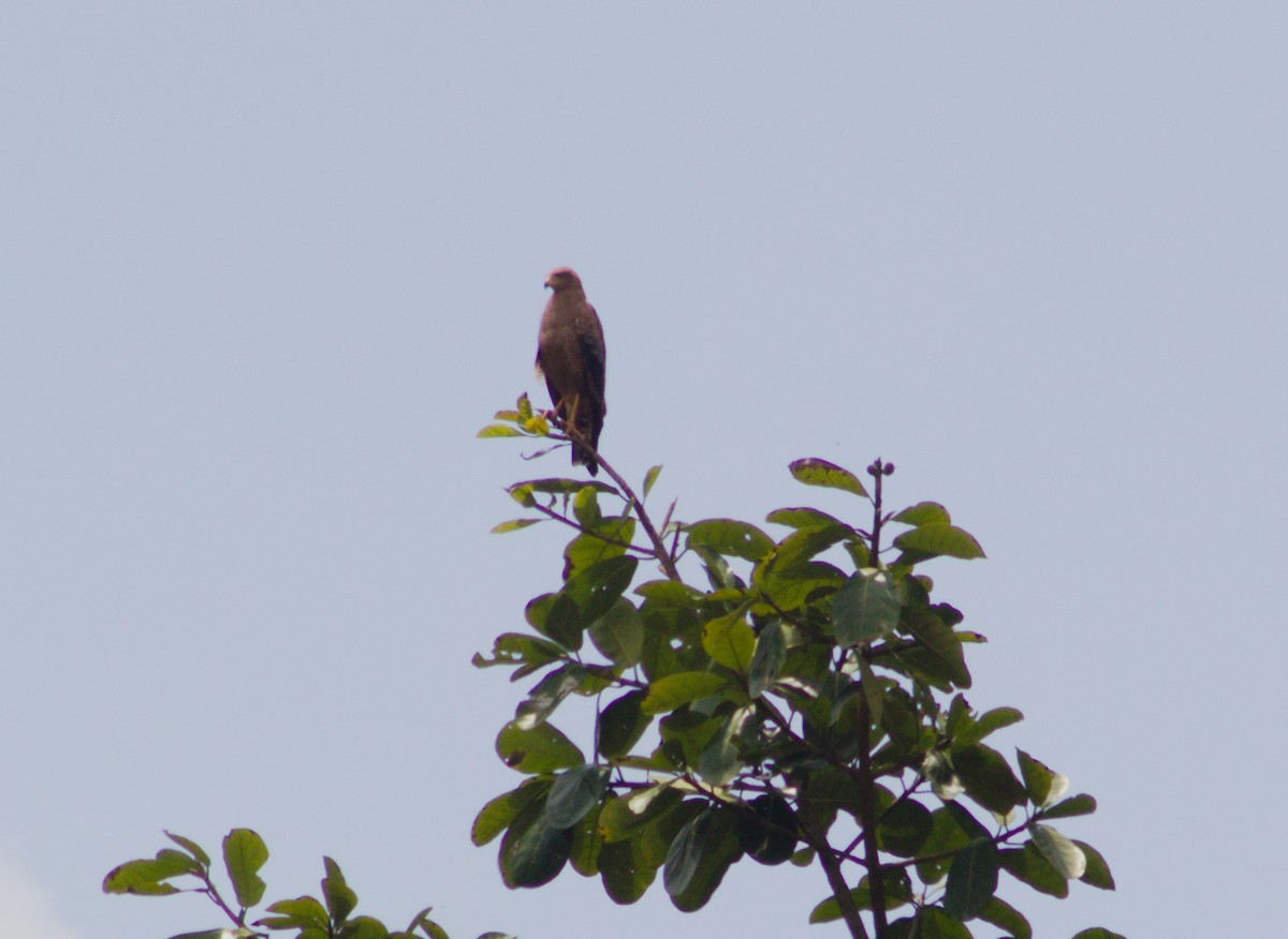 Savanna Hawk - ML618402781