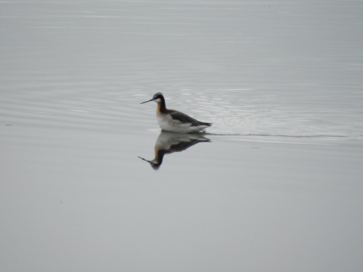 Wilson's Phalarope - Laurie DeWispelaere