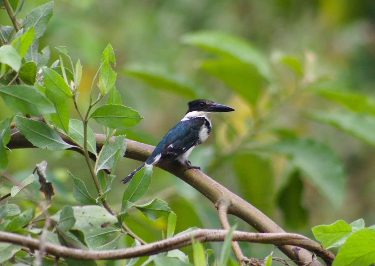 Green Kingfisher - ML618402794
