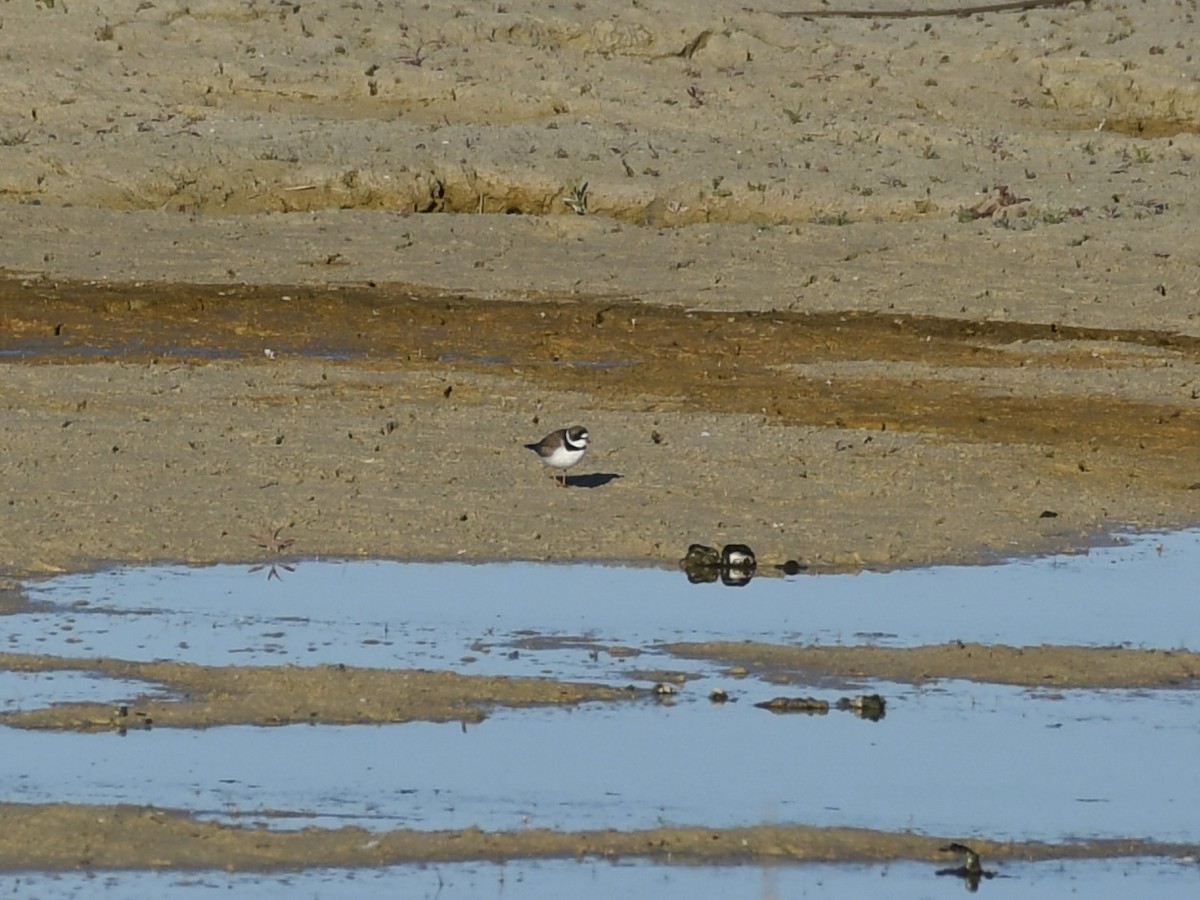 Semipalmated Plover - ML618402795