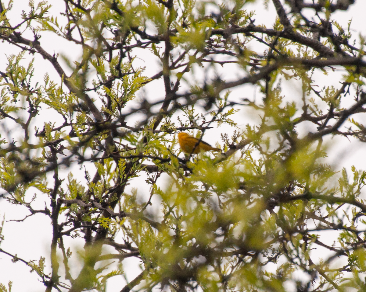 Yellow Warbler - Pamela Steiner