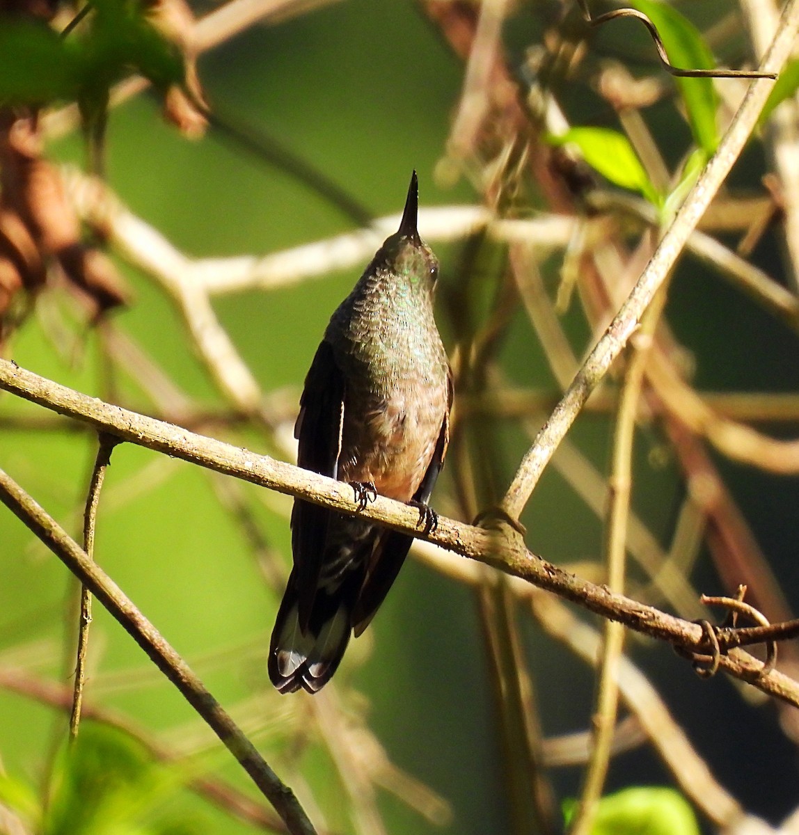 kolibřík skvrnitoprsý - ML618402838