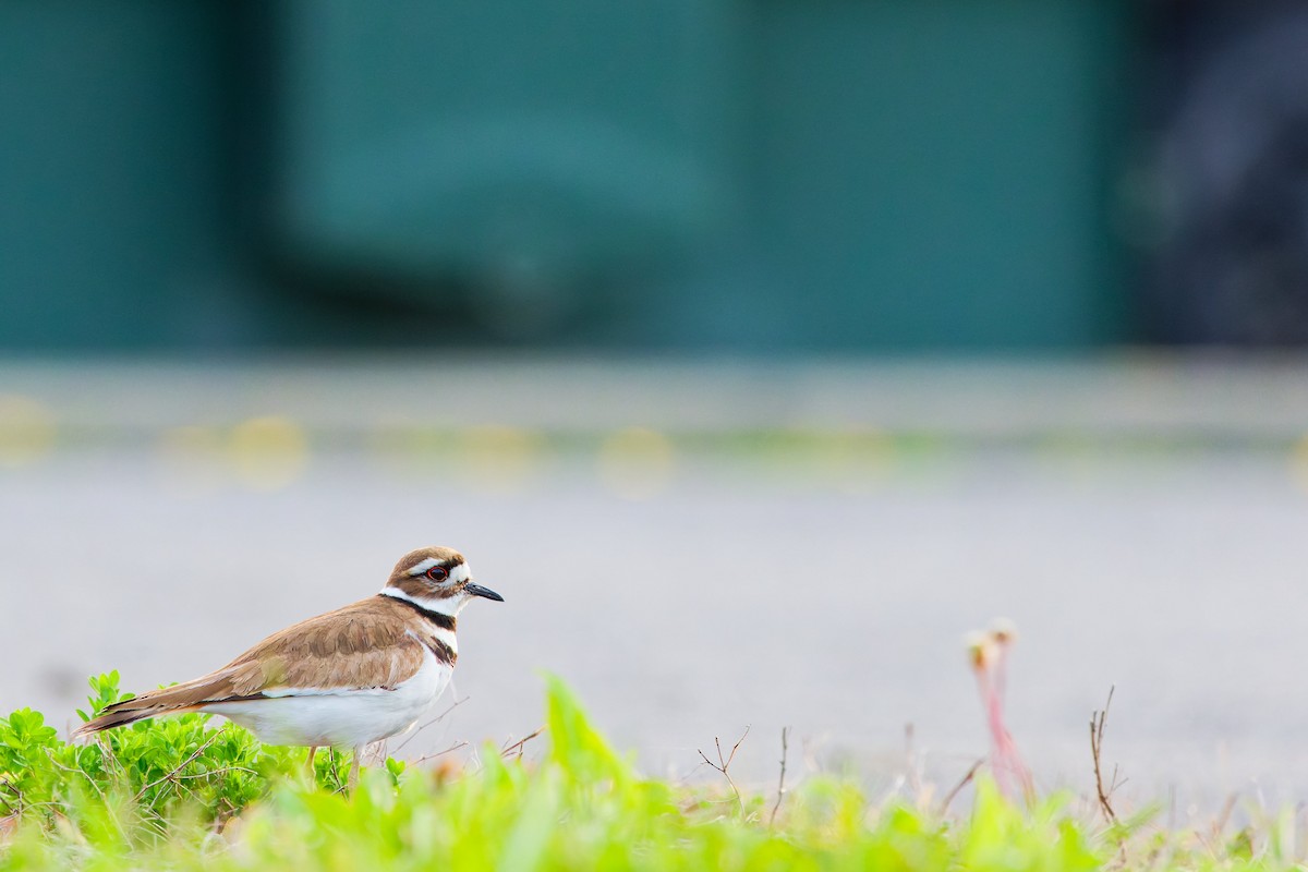 Killdeer - ML618402875