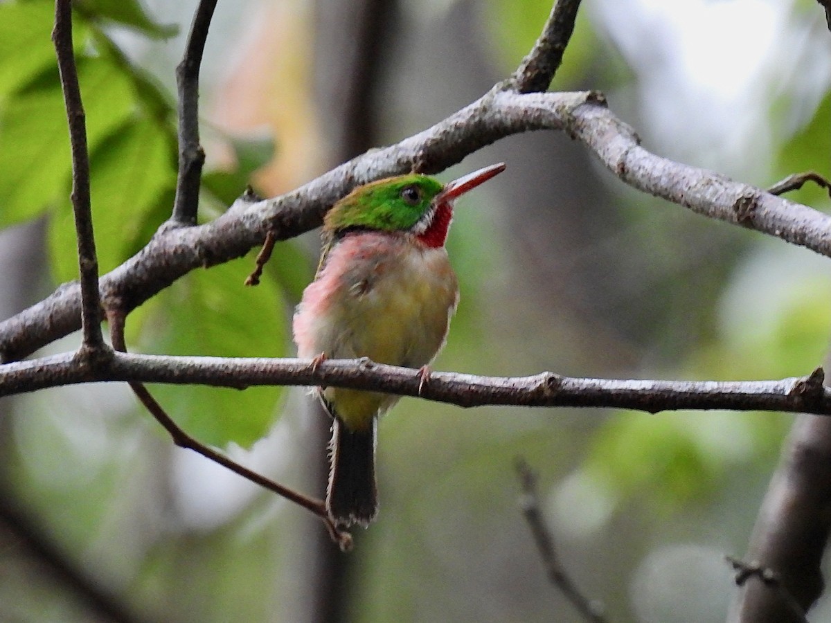 Broad-billed Tody - ML618402880