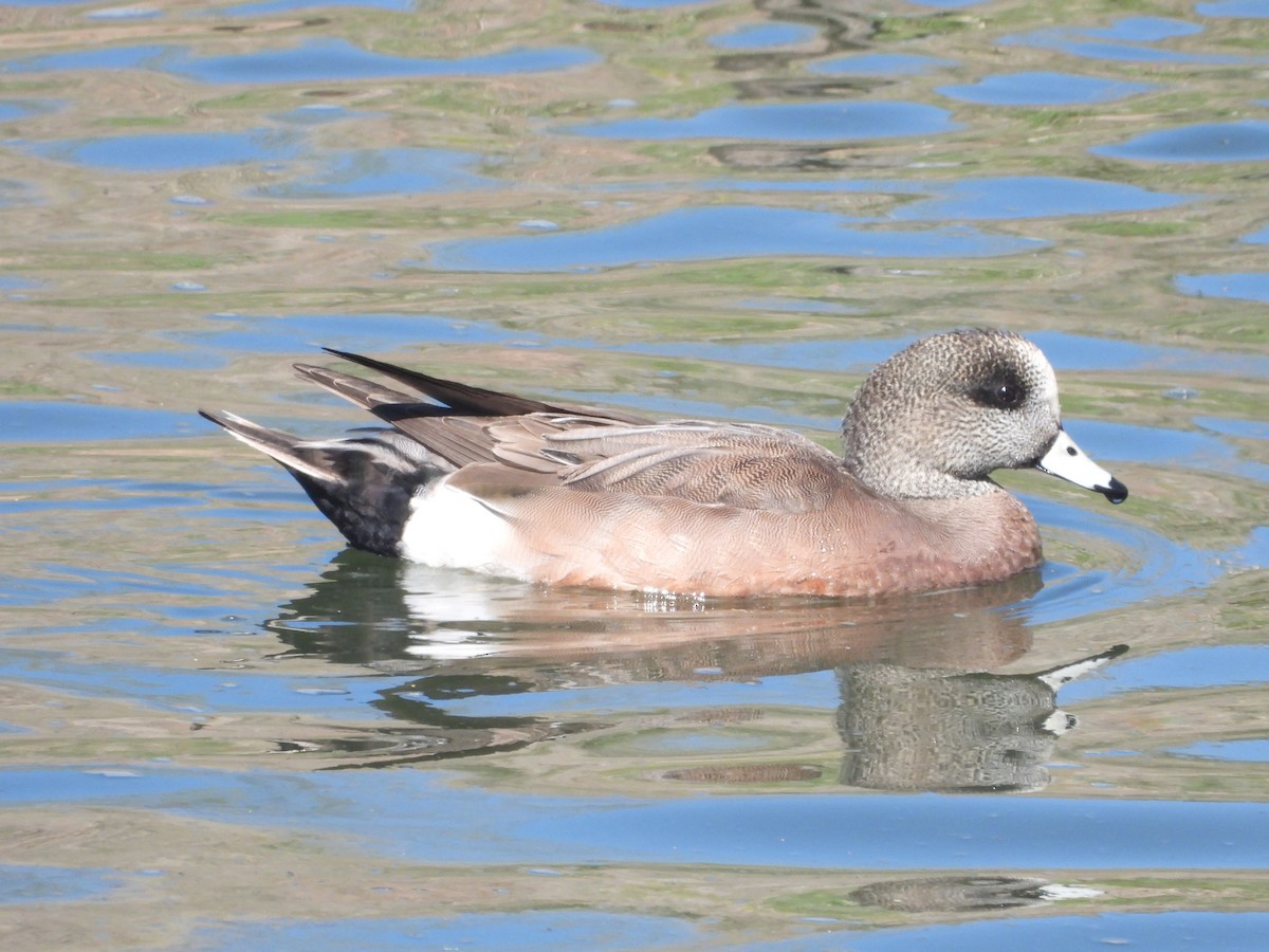 American Wigeon - ML618402889