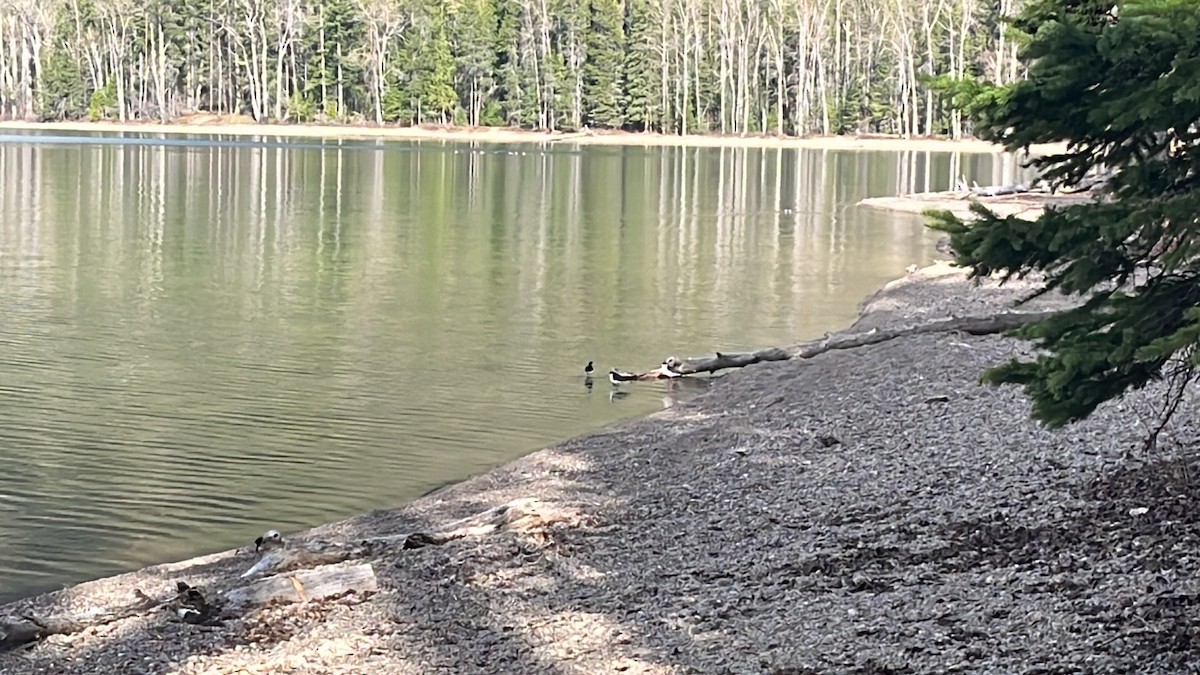 Black-necked Stilt - ML618402893