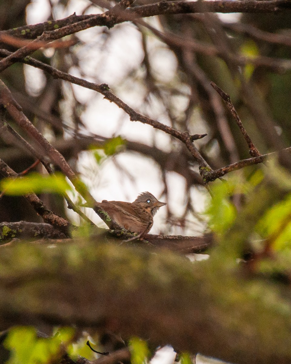 Lincoln's Sparrow - ML618402919