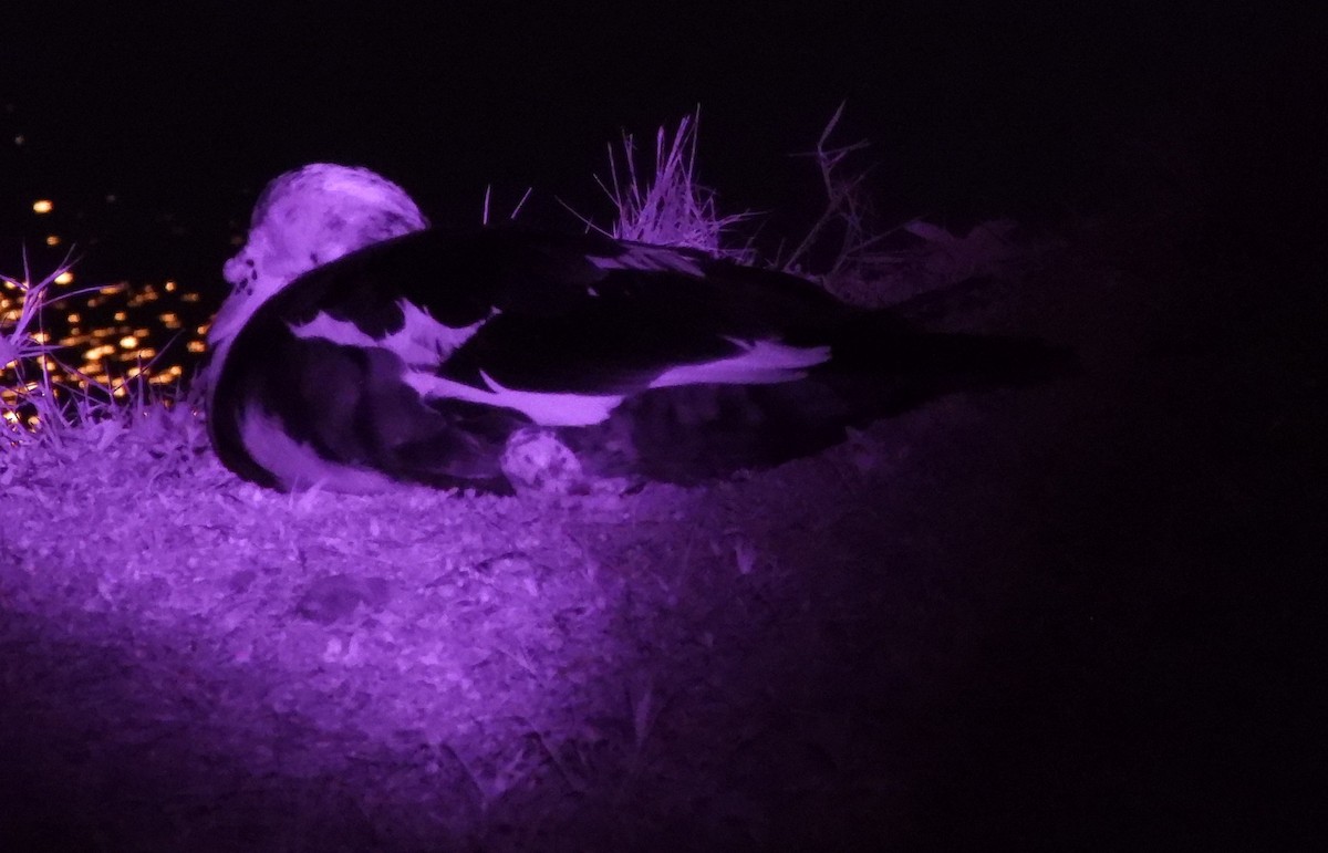 Muscovy Duck (Domestic type) - Mark Penkower