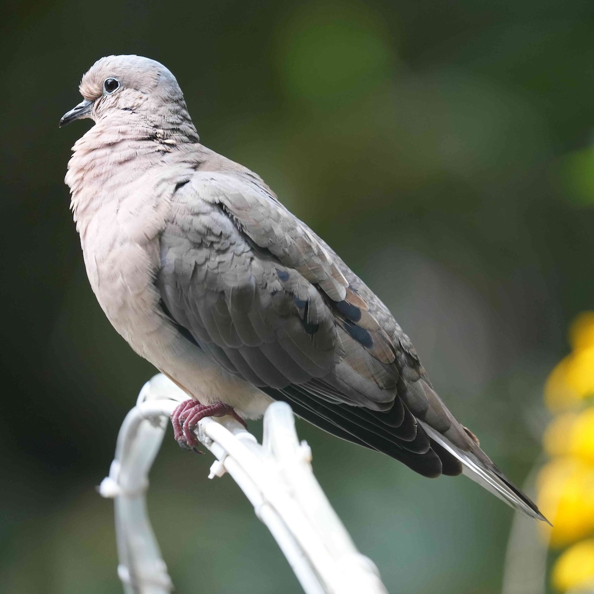 Eared Dove - ML618402973