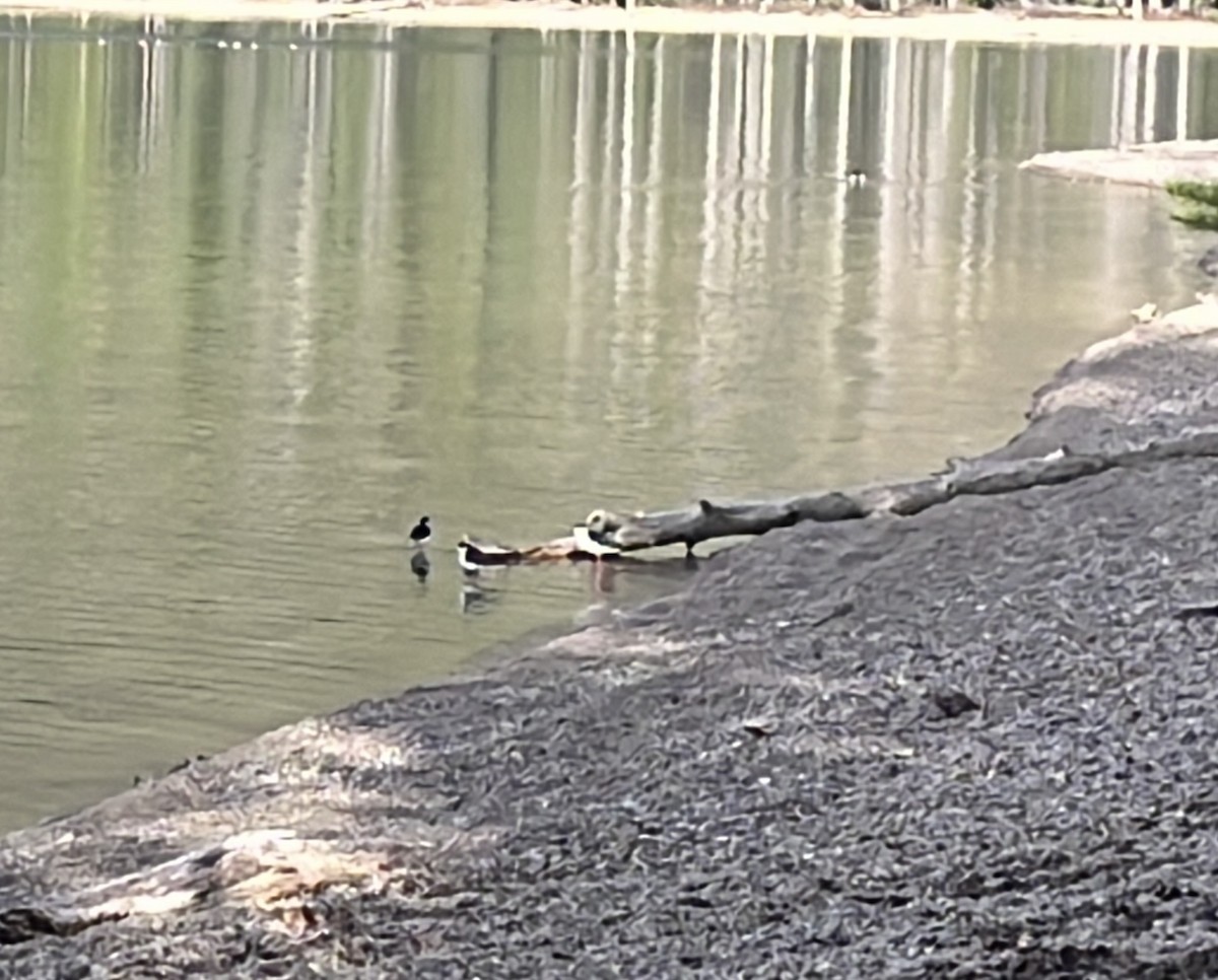 Black-necked Stilt - ML618402985