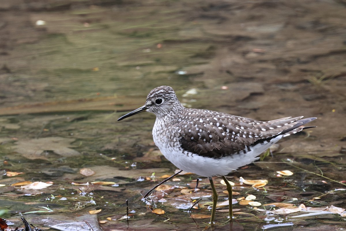 Solitary Sandpiper - ML618402994