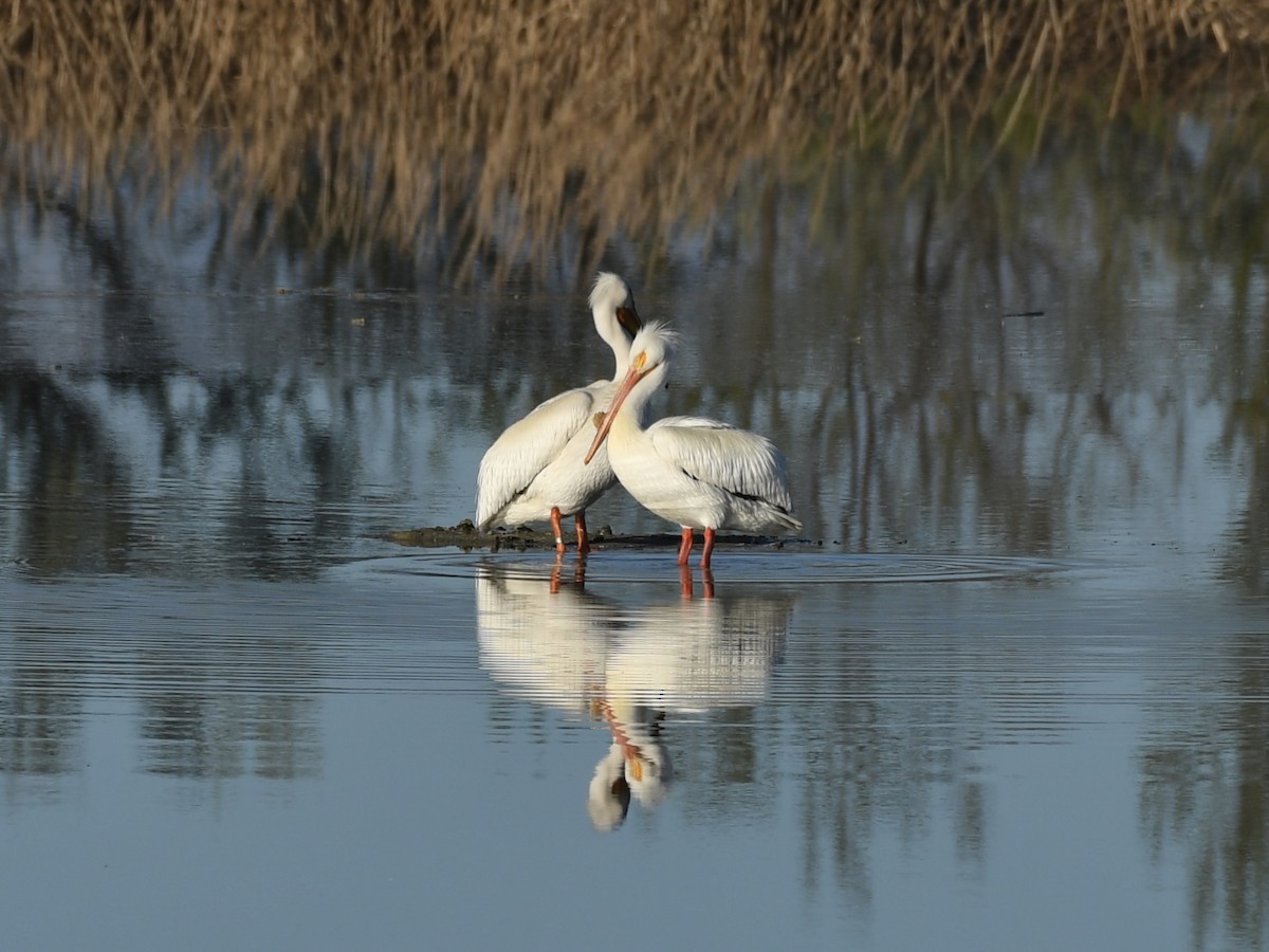 pelikán severoamerický - ML618403012