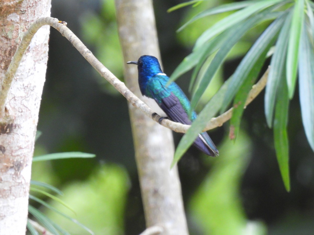 White-necked Jacobin - Nancy O'Hara