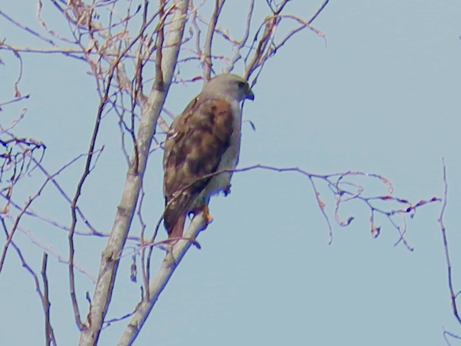 Haitibussard - ML618403028