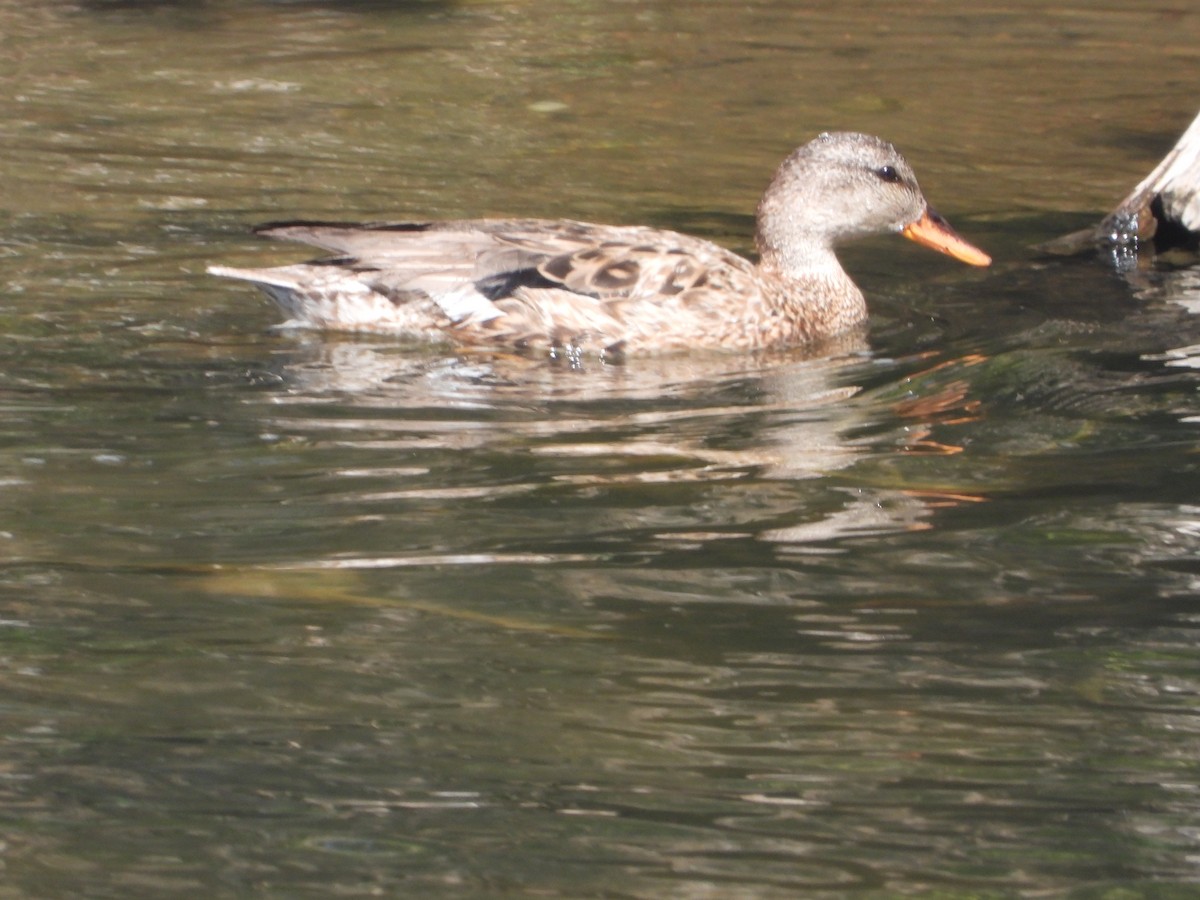 Gadwall - ML618403032