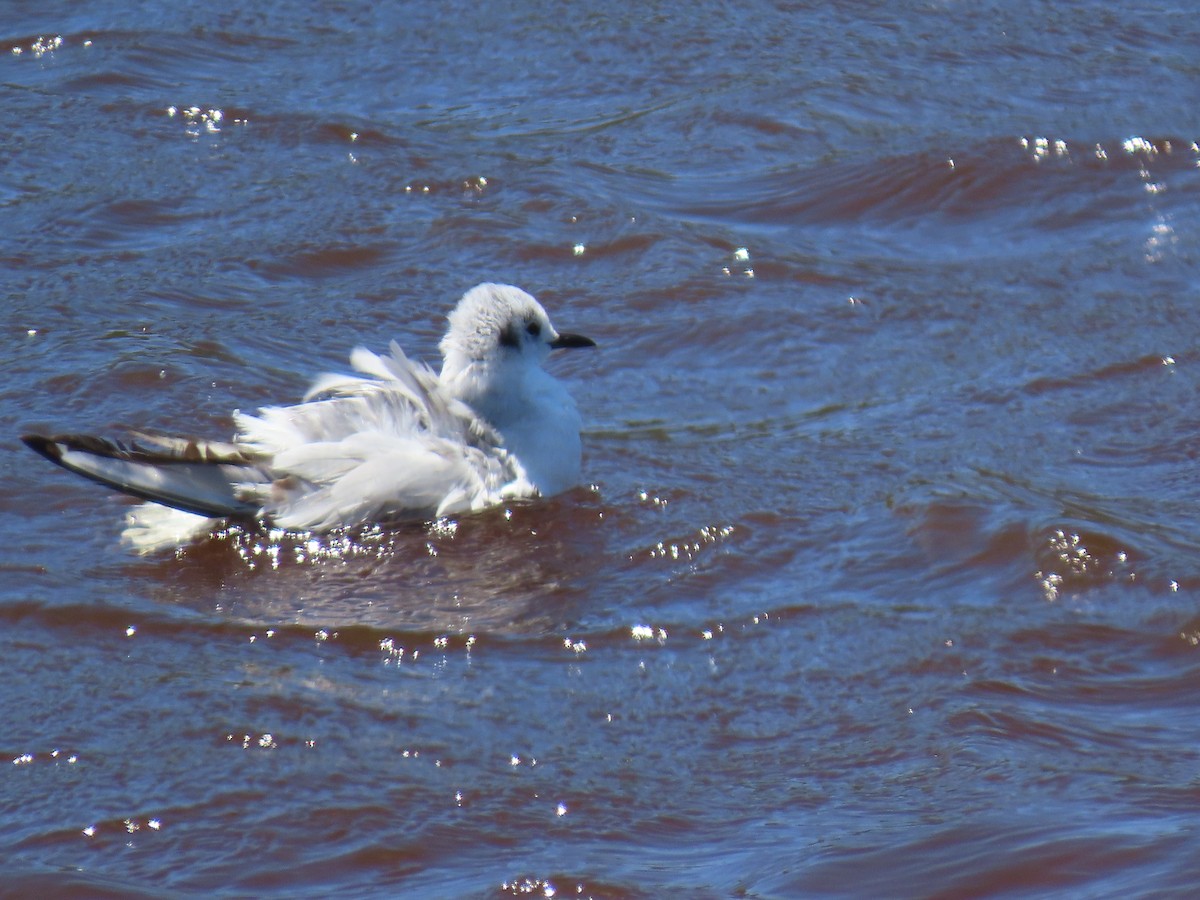 Bonaparte's Gull - ML618403061