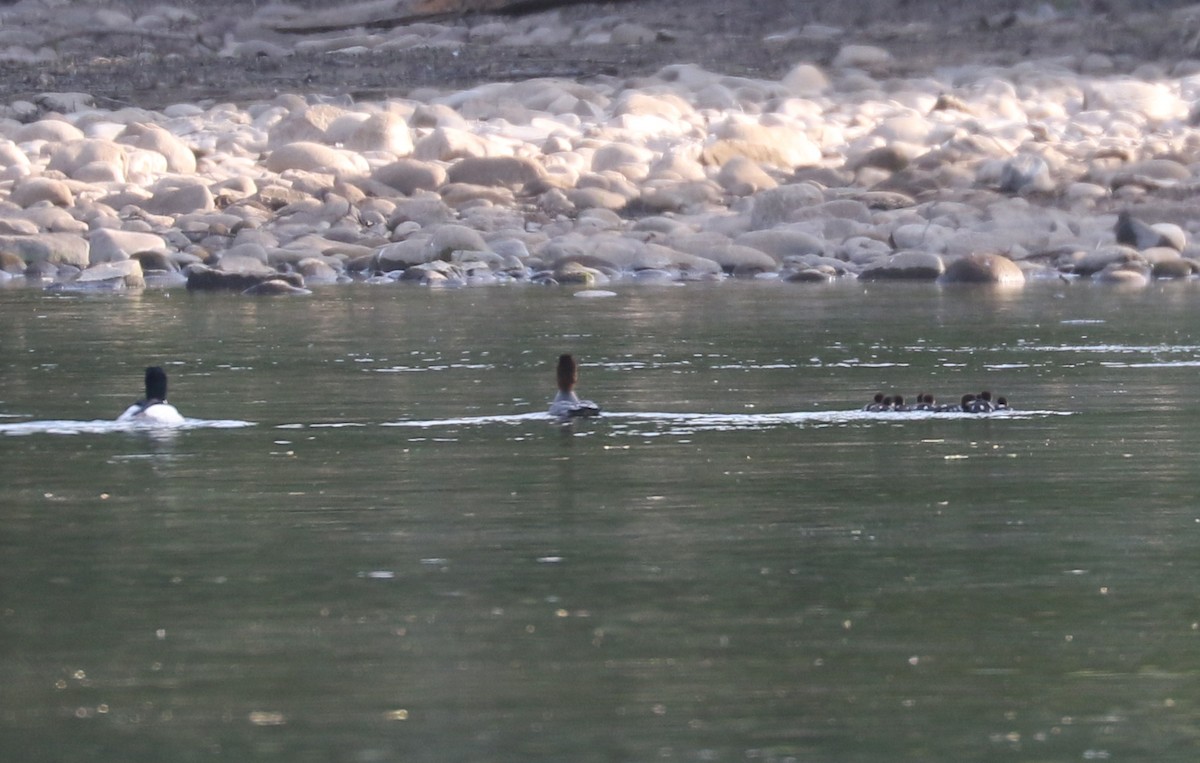 Common Merganser - Bobby Brown