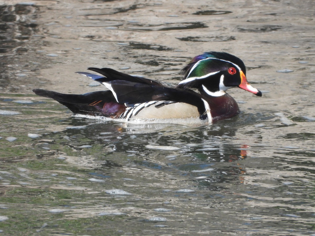 Wood Duck - ML618403110