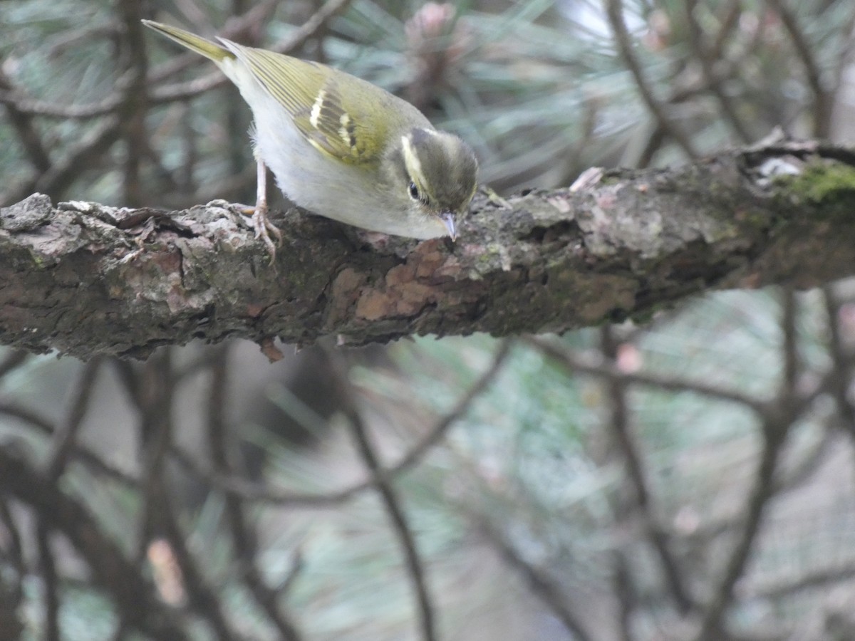 Hartert's Leaf Warbler - Luke Knutson