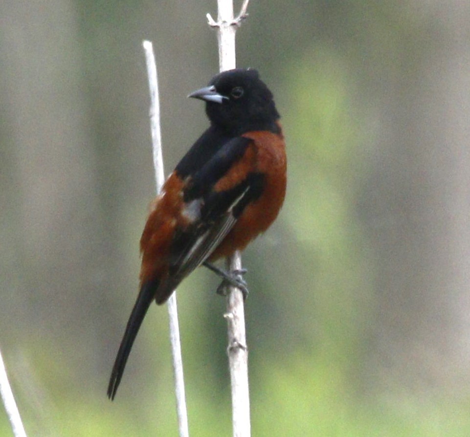 Orchard Oriole - Becky Lutz