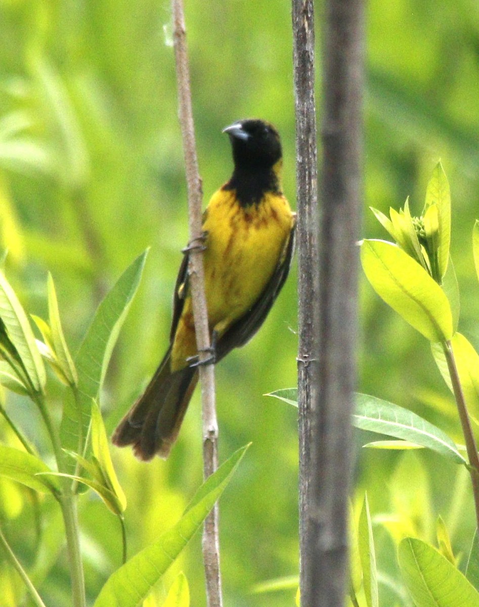 Orchard Oriole - Becky Lutz