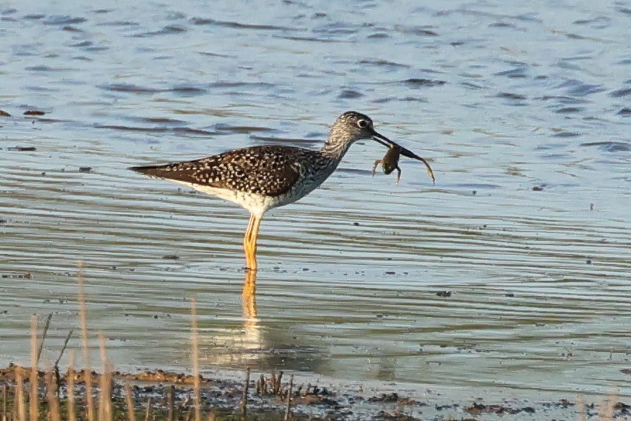 Greater Yellowlegs - ML618403145