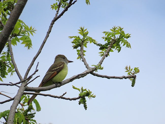 Great Crested Flycatcher - Nancy Anderson