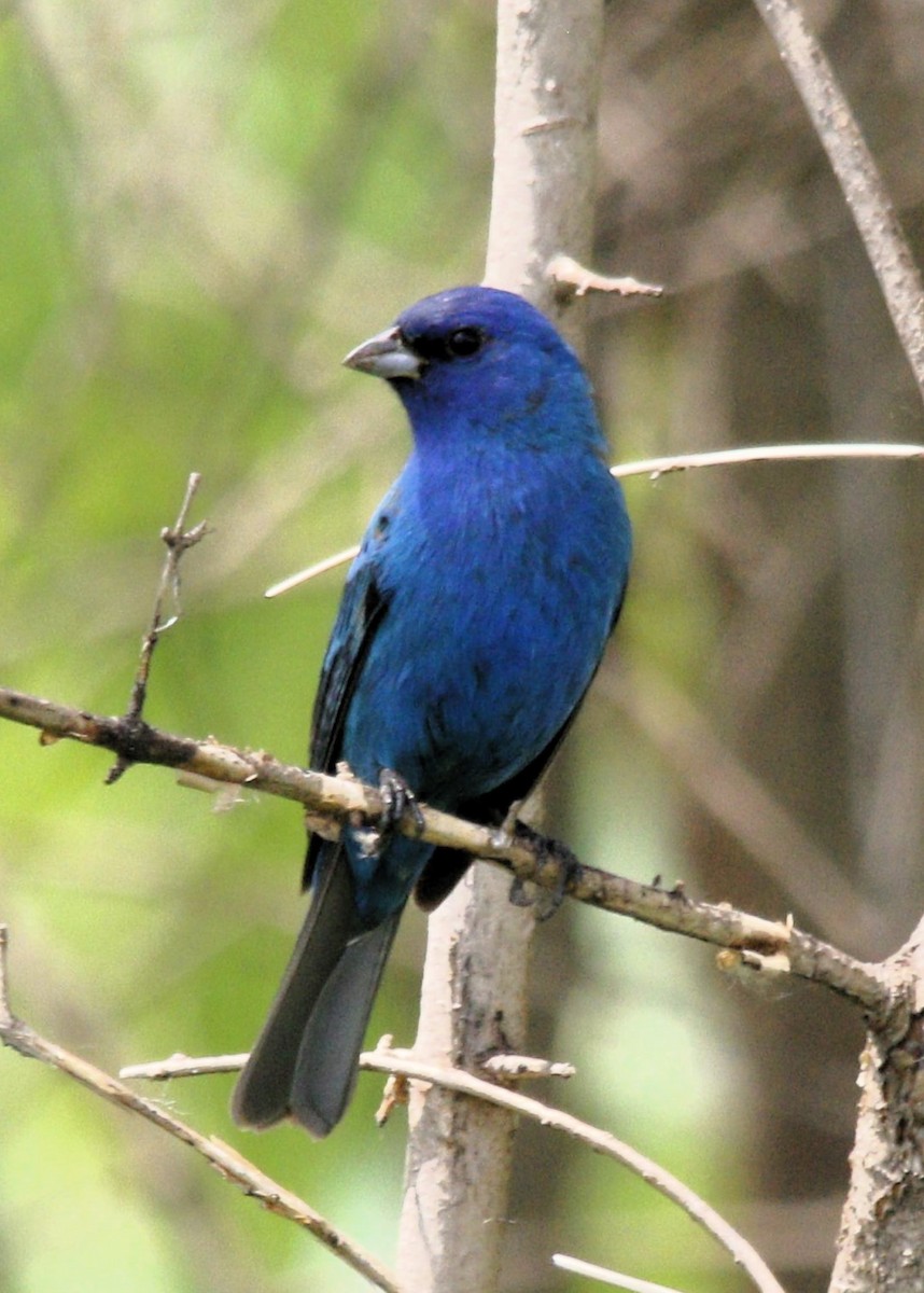 Indigo Bunting - ML618403156