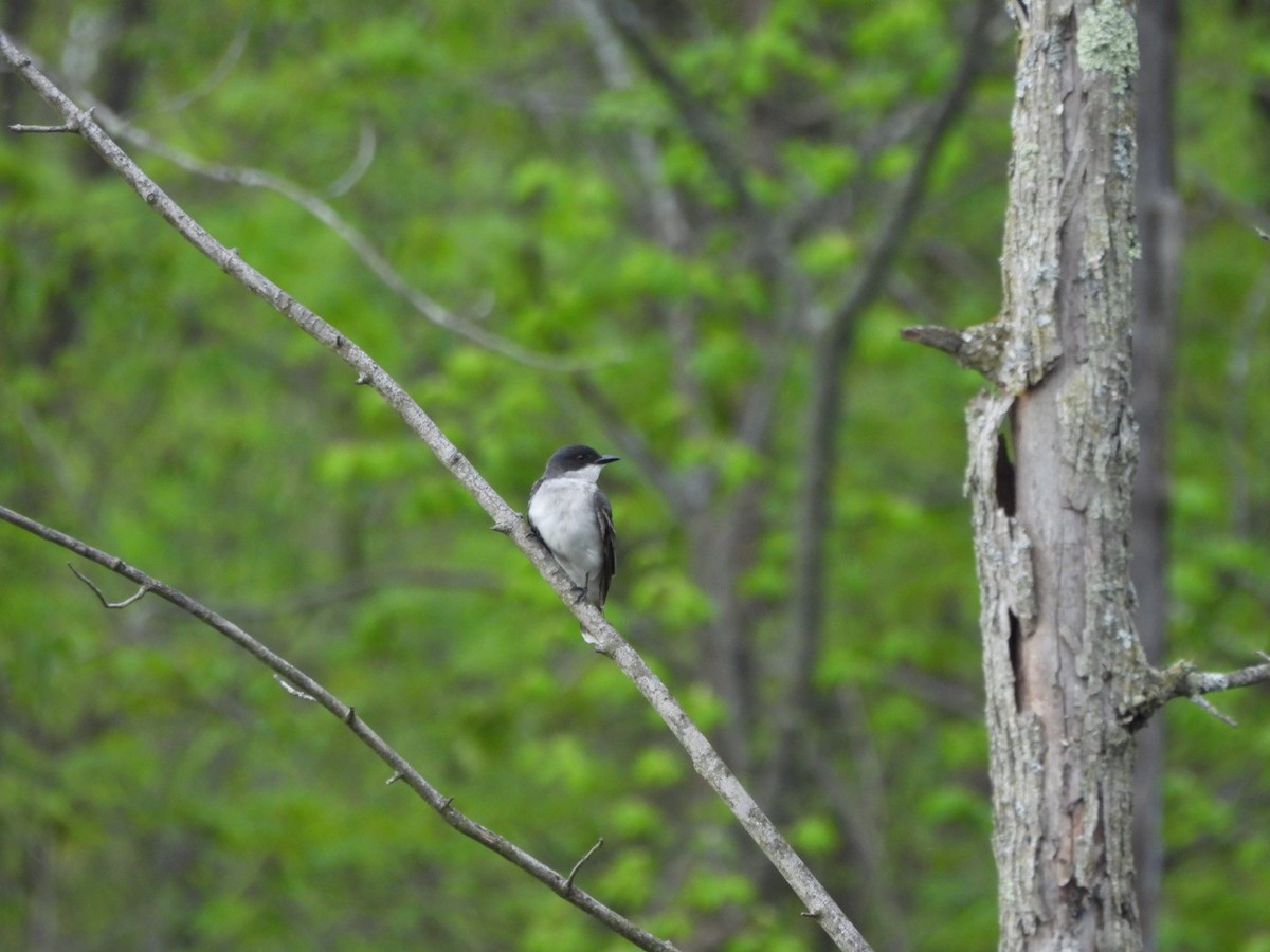 Eastern Phoebe - ML618403163