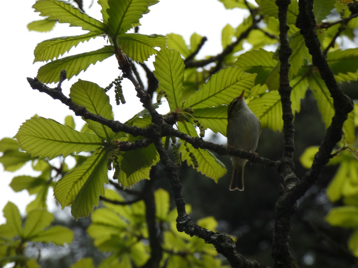 Hartert's Leaf Warbler - Luke Knutson