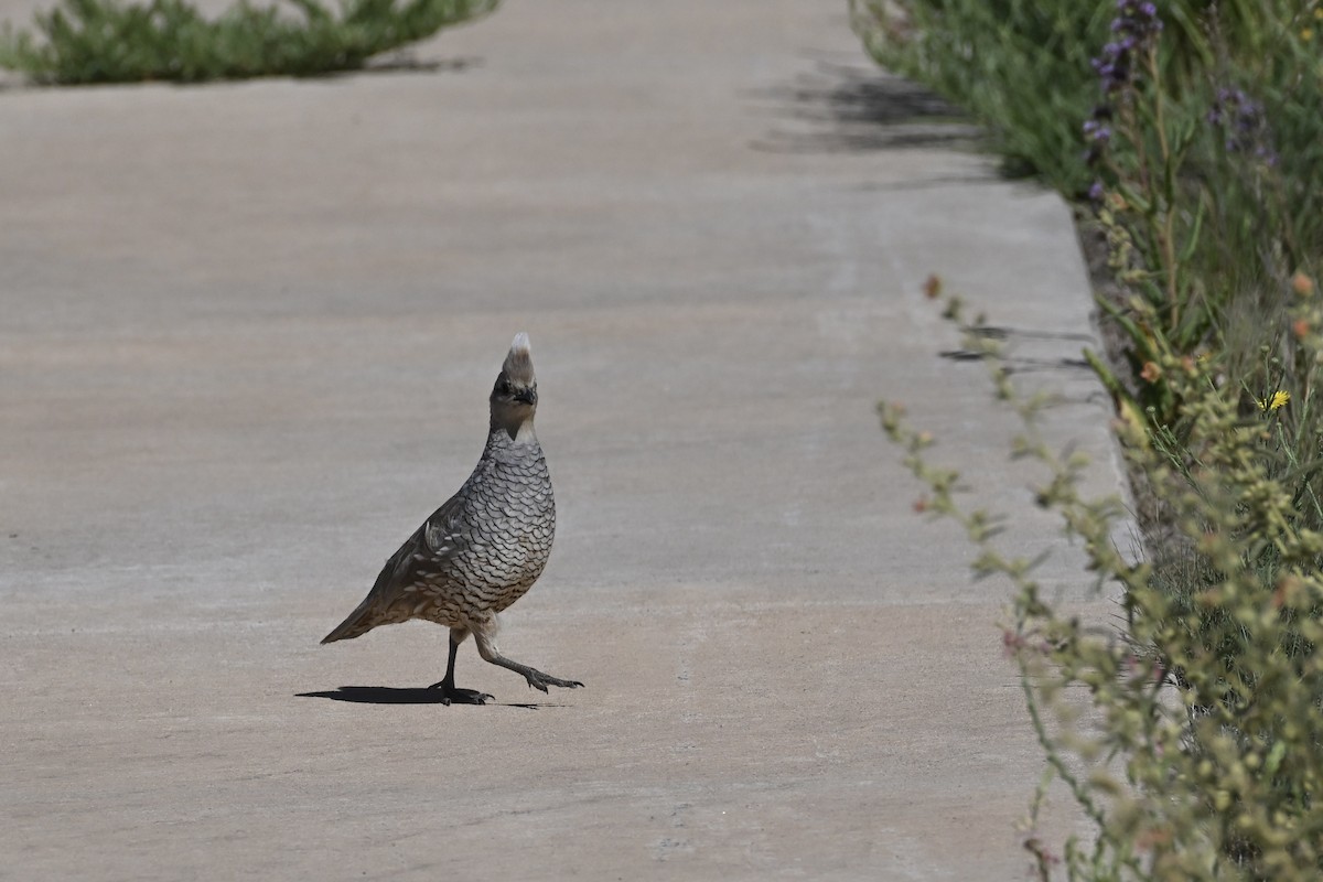 Scaled Quail - David Clapp