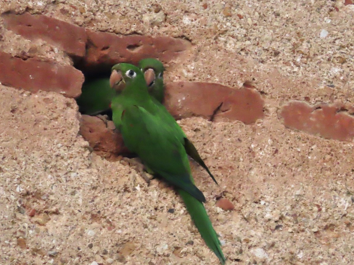 Conure maîtresse - ML618403206