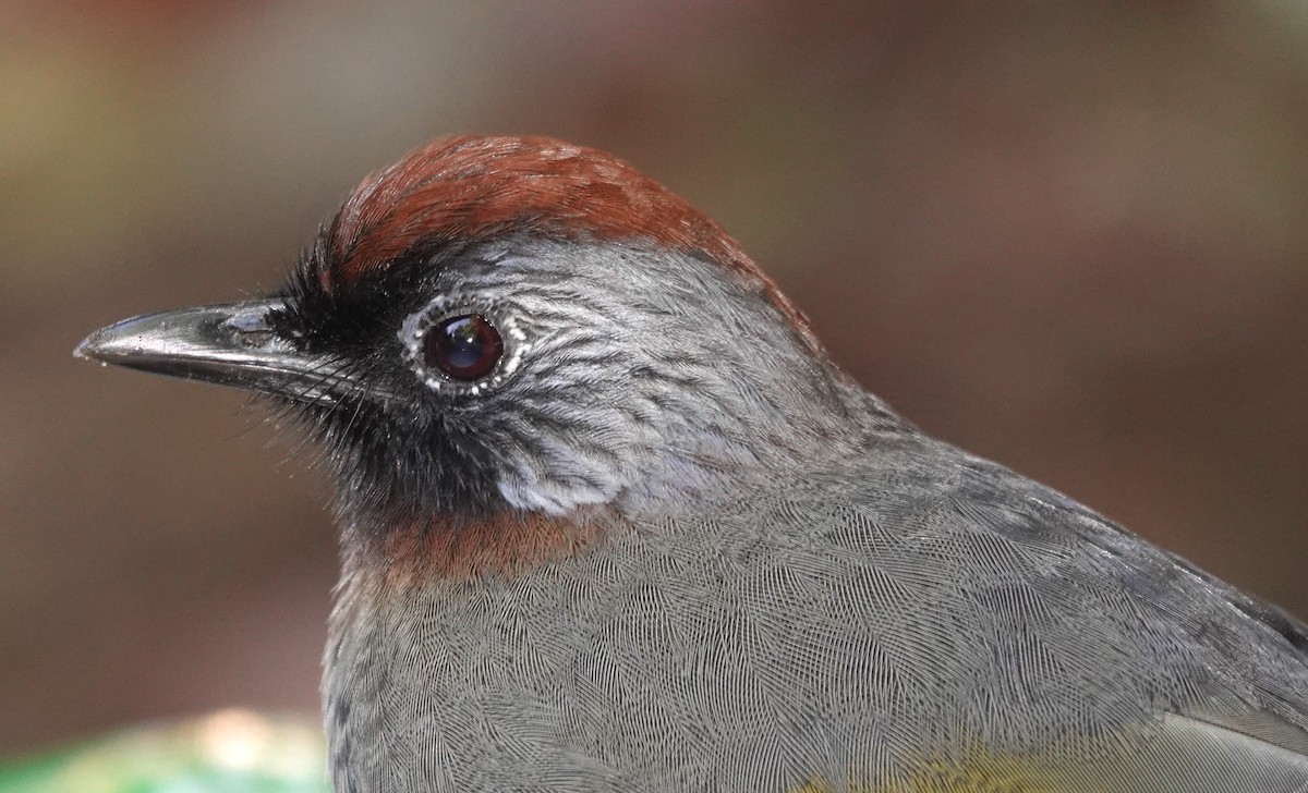 Silver-eared Laughingthrush - ML618403207