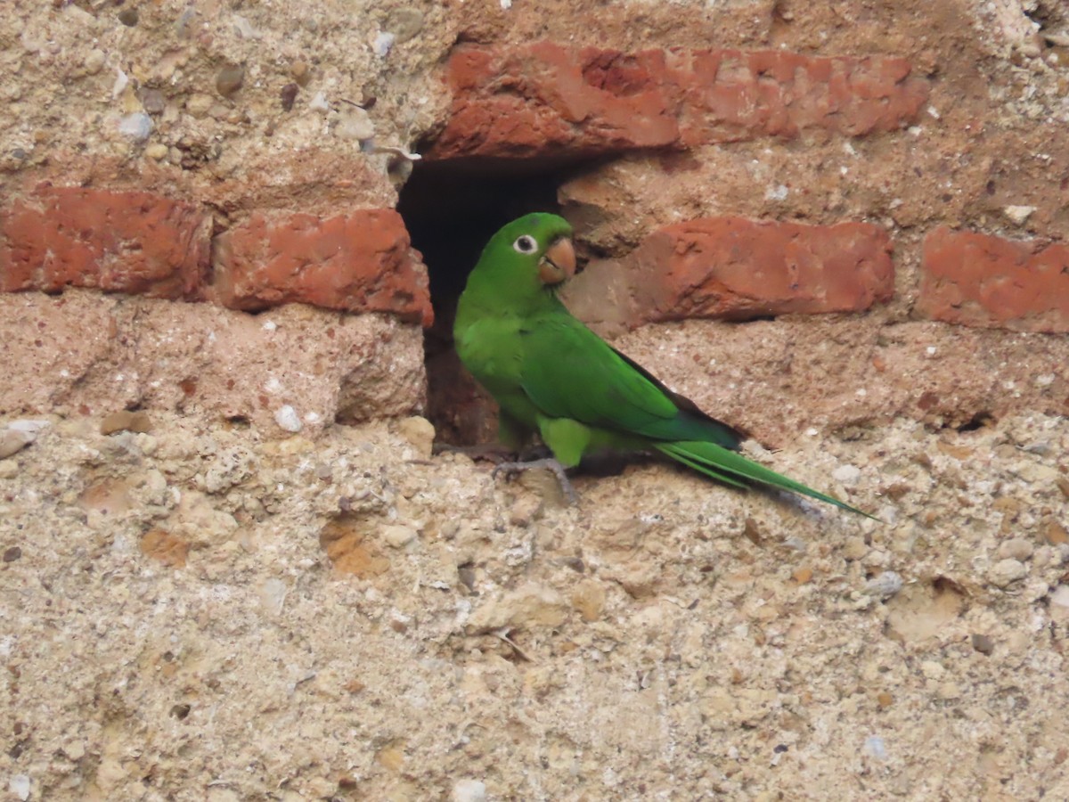 Aratinga de la Española - ML618403223