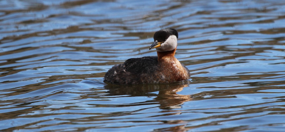 Red-necked Grebe - ML618403282