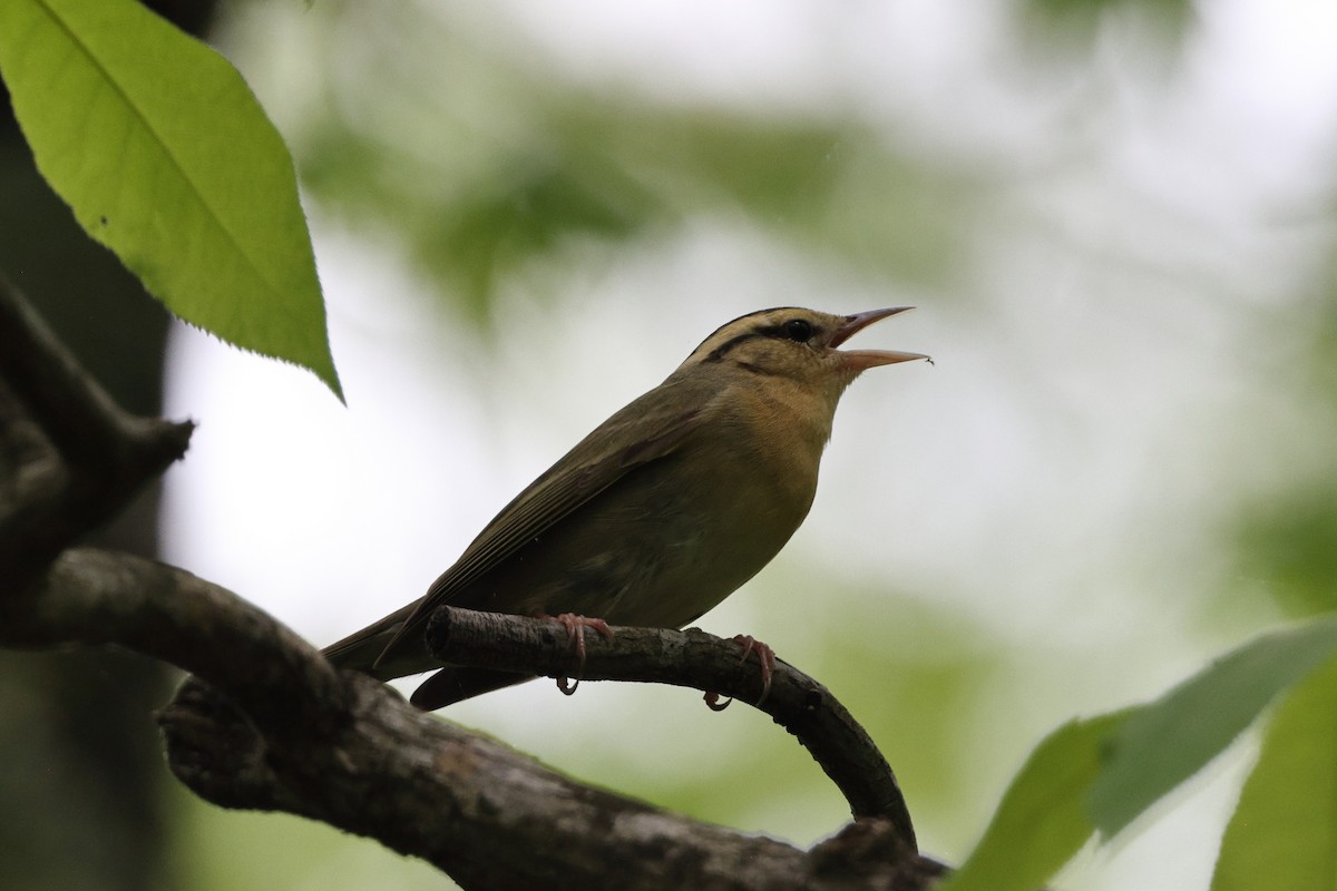 Worm-eating Warbler - ML618403350