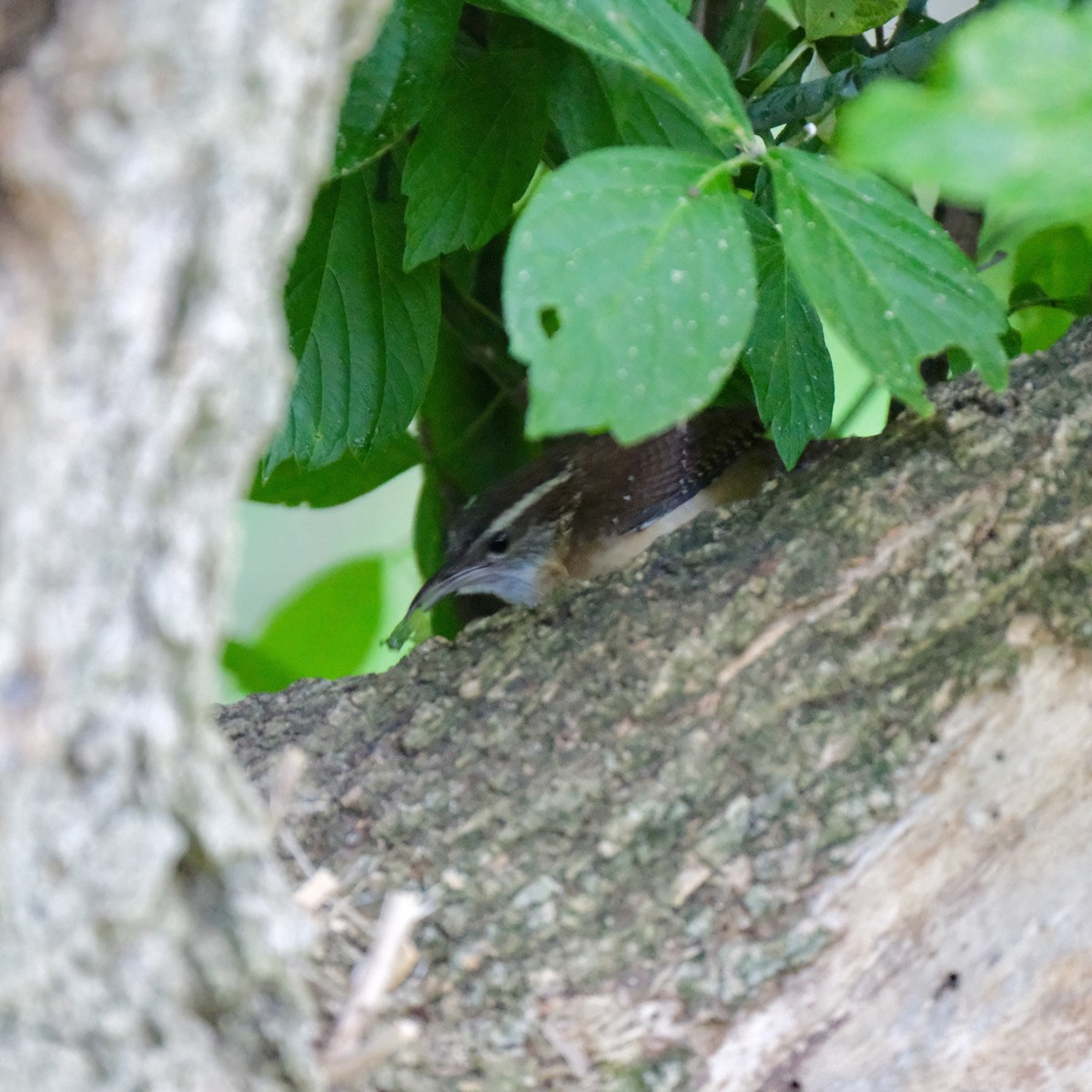 Carolina Wren - Emily Wiggans