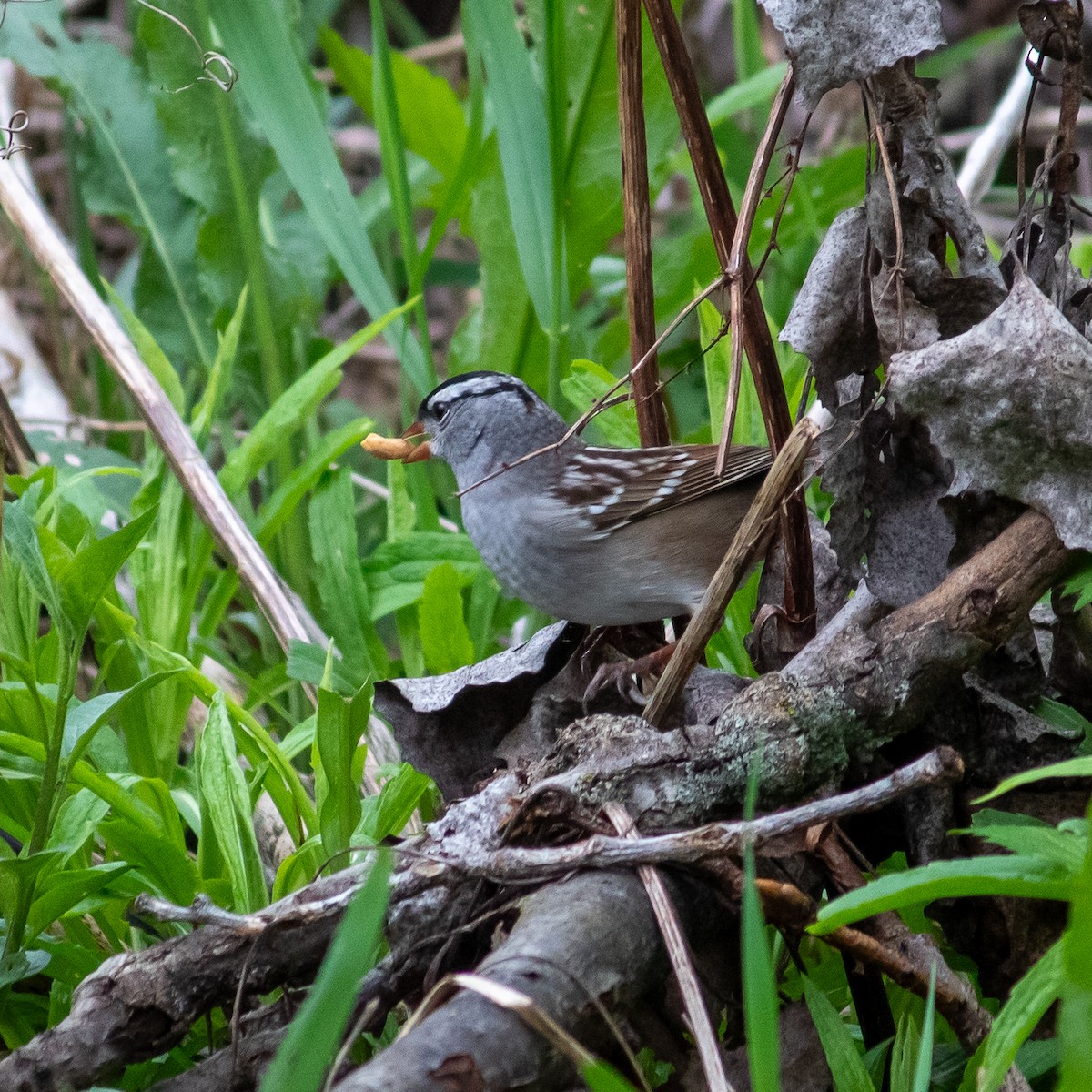 White-crowned Sparrow - ML618403353
