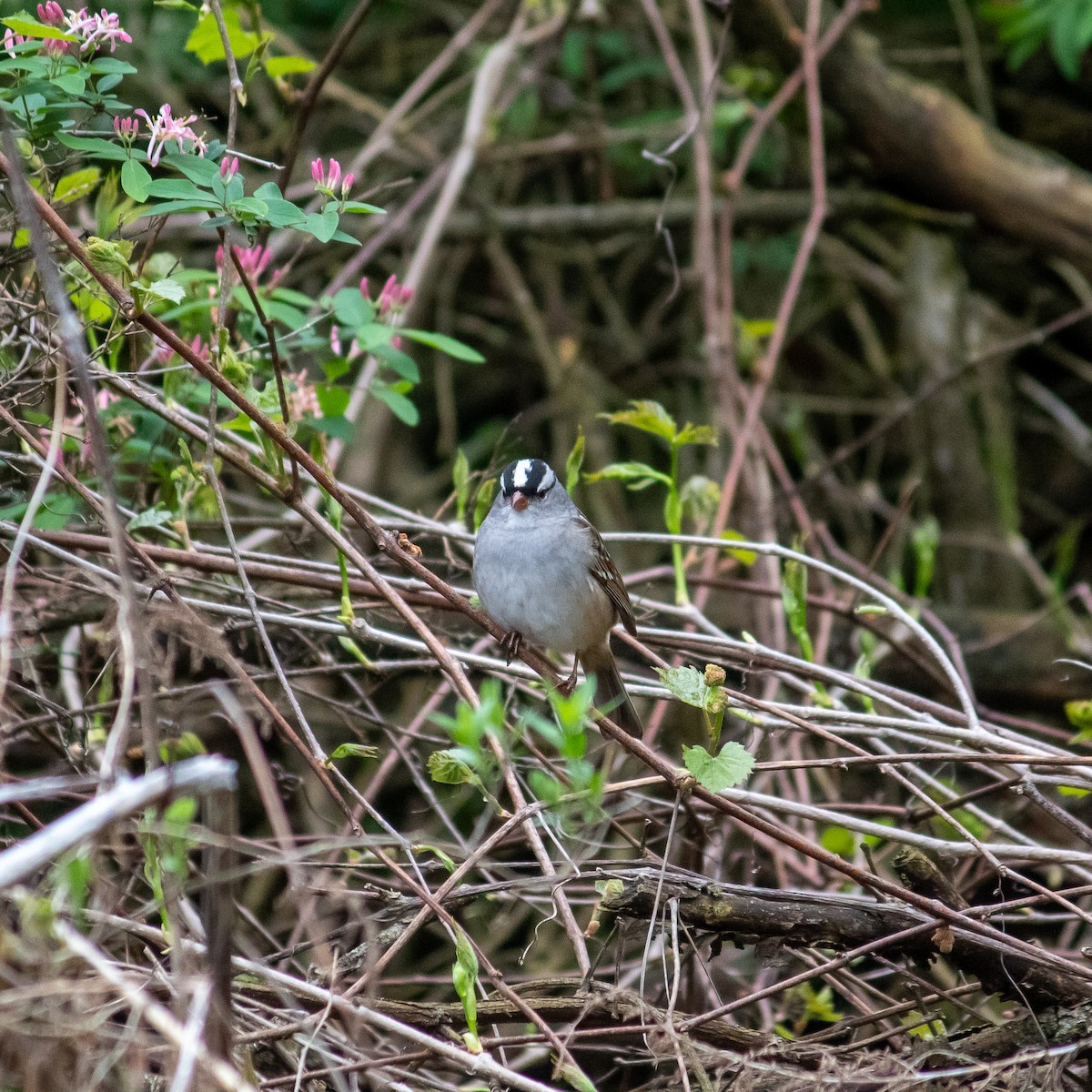 White-crowned Sparrow - ML618403355