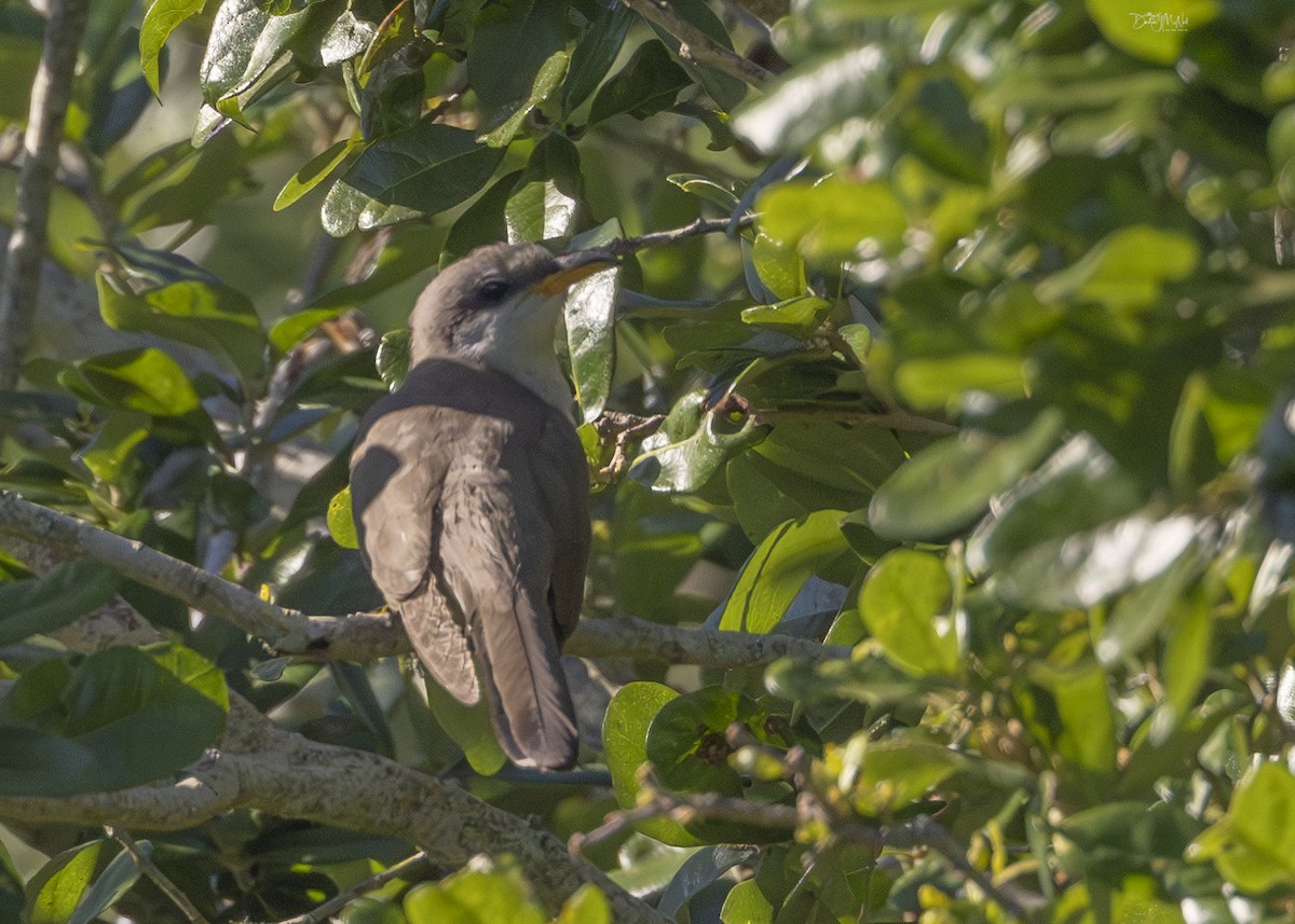 Yellow-billed Cuckoo - Darlene J McNeil