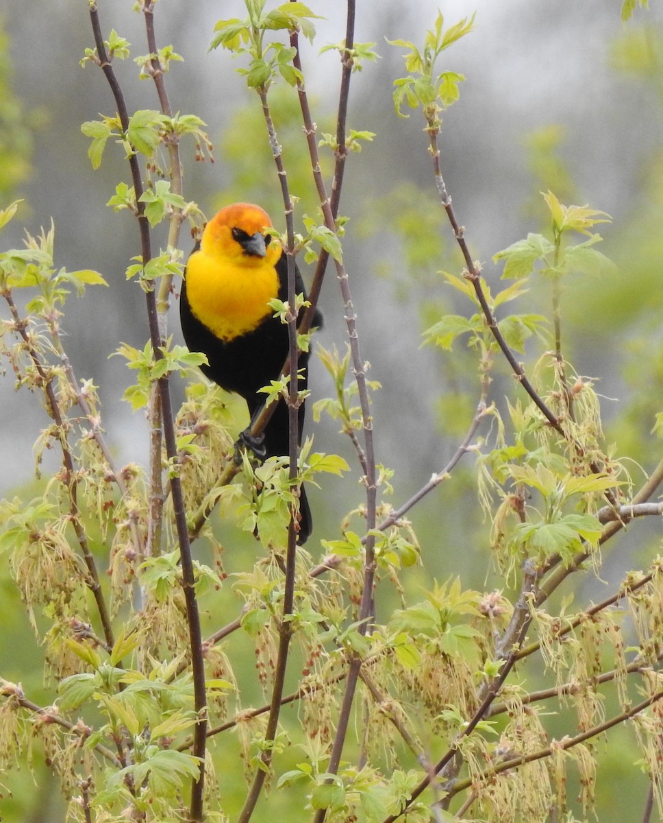 Yellow-headed Blackbird - Laurie DeWispelaere