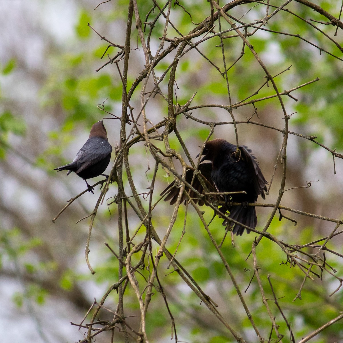 Brown-headed Cowbird - Kathy Gilman